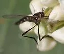 Dolichomyia gracilis - photo 5