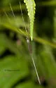 Dolichopeza carolus - photo 3