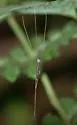 Dolichopeza carolus - photo 5