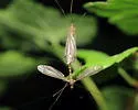 Dolichopeza obscura