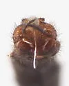 Dolichopeza obscura - photo 2