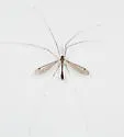 Dolichopeza subalbipes