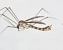 Dolichopeza subalbipes - photo 2
