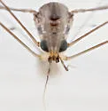 Dolichopeza subalbipes - photo 3