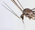 Dolichopeza subalbipes - photo 4