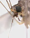 Dolichopeza subalbipes - photo 5
