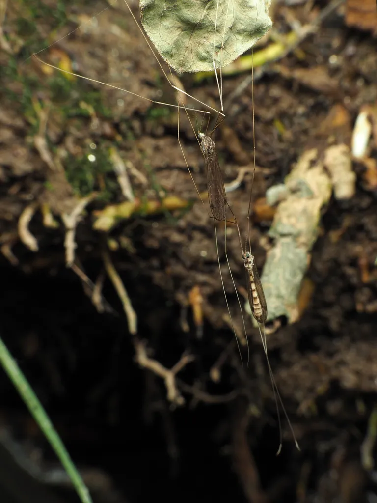 Dolichopeza walleyi - photo 2
