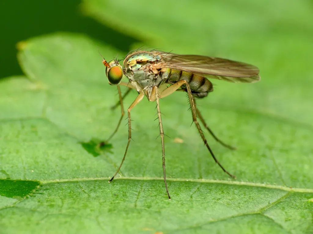 Longlegged Flies - photo 2