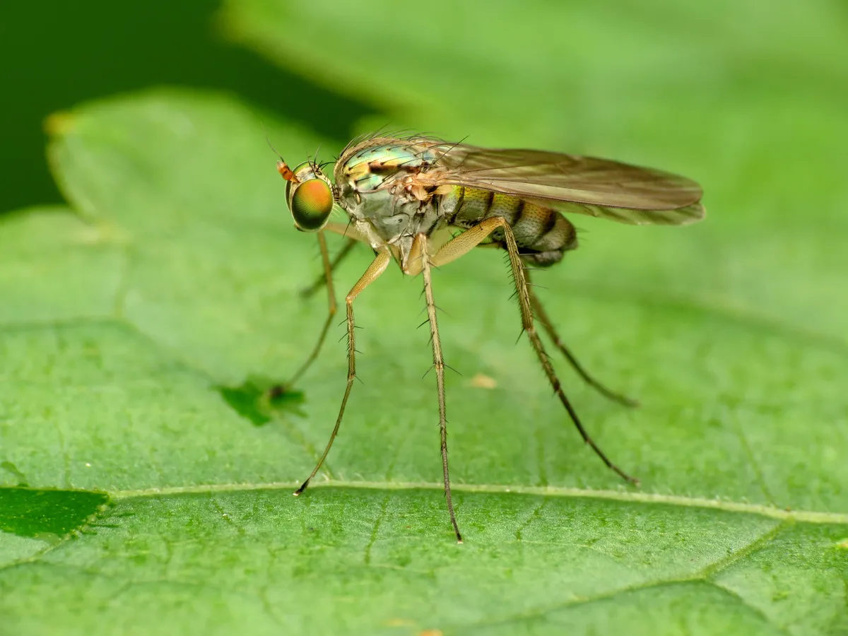 Longlegged Flies - photo 3