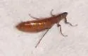 Dolichopsyllus stylosus