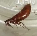 Dolichopsyllus stylosus - photo 2