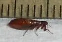 Dolichopsyllus stylosus - photo 3