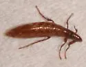 Dolichopsyllus stylosus - photo 4