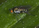 Dolichopus acuminatus