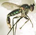 Dolichopus acuminatus - photo 2