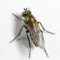 Dolichopus acuminatus - photo 4