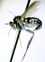 Dolichopus adultus