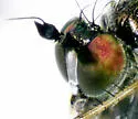 Dolichopus adultus - photo 2