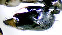 Dolichopus adultus - photo 3