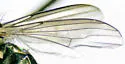 Dolichopus adultus - photo 4