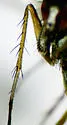 Dolichopus adultus - photo 5