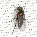 Dolichopus alacer - photo 3