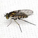 Dolichopus alacer - photo 4