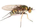 Dolichopus albiciliatus