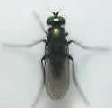 Dolichopus albiciliatus - photo 2