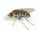Dolichopus albiciliatus - photo 4