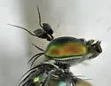 Dolichopus albicoxa - photo 2