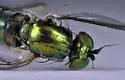 Dolichopus albicoxa - photo 3
