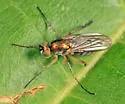 Dolichopus albicoxa - photo 4
