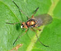 Dolichopus albicoxa - photo 5