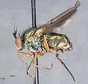 Dolichopus andersoni