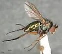 Dolichopus andersoni - photo 2