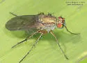 Dolichopus bifractus - photo 2