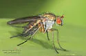 Dolichopus bifractus - photo 3