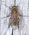 Dolichopus bifractus - photo 4