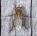 Dolichopus bifractus - photo 5