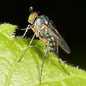 Dolichopus brevimanus