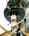 Dolichopus brevipennis - photo 2