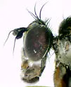 Dolichopus brevipennis - photo 3