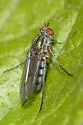 Dolichopus canaliculatus - photo 3