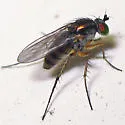 Dolichopus comatus