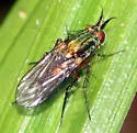 Dolichopus consanguineus