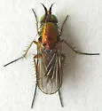 Dolichopus consanguineus - photo 3
