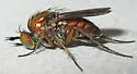 Dolichopus consanguineus - photo 4