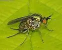 Dolichopus crenatus