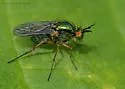 Dolichopus crenatus - photo 2